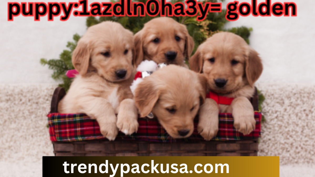 puppy:1azdln0ha3y= golden retriever