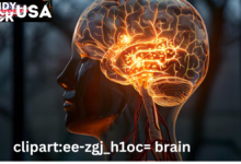 clipart:ee-zgj_h1oc= brain