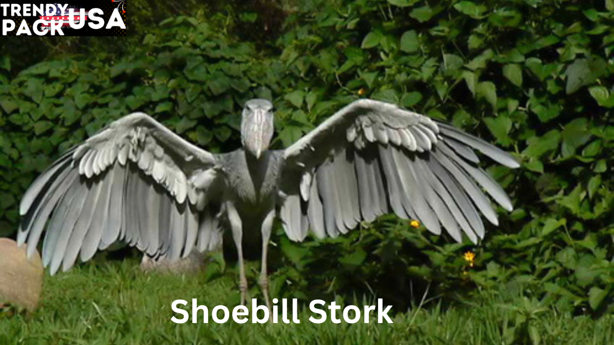 Shoebill Stork